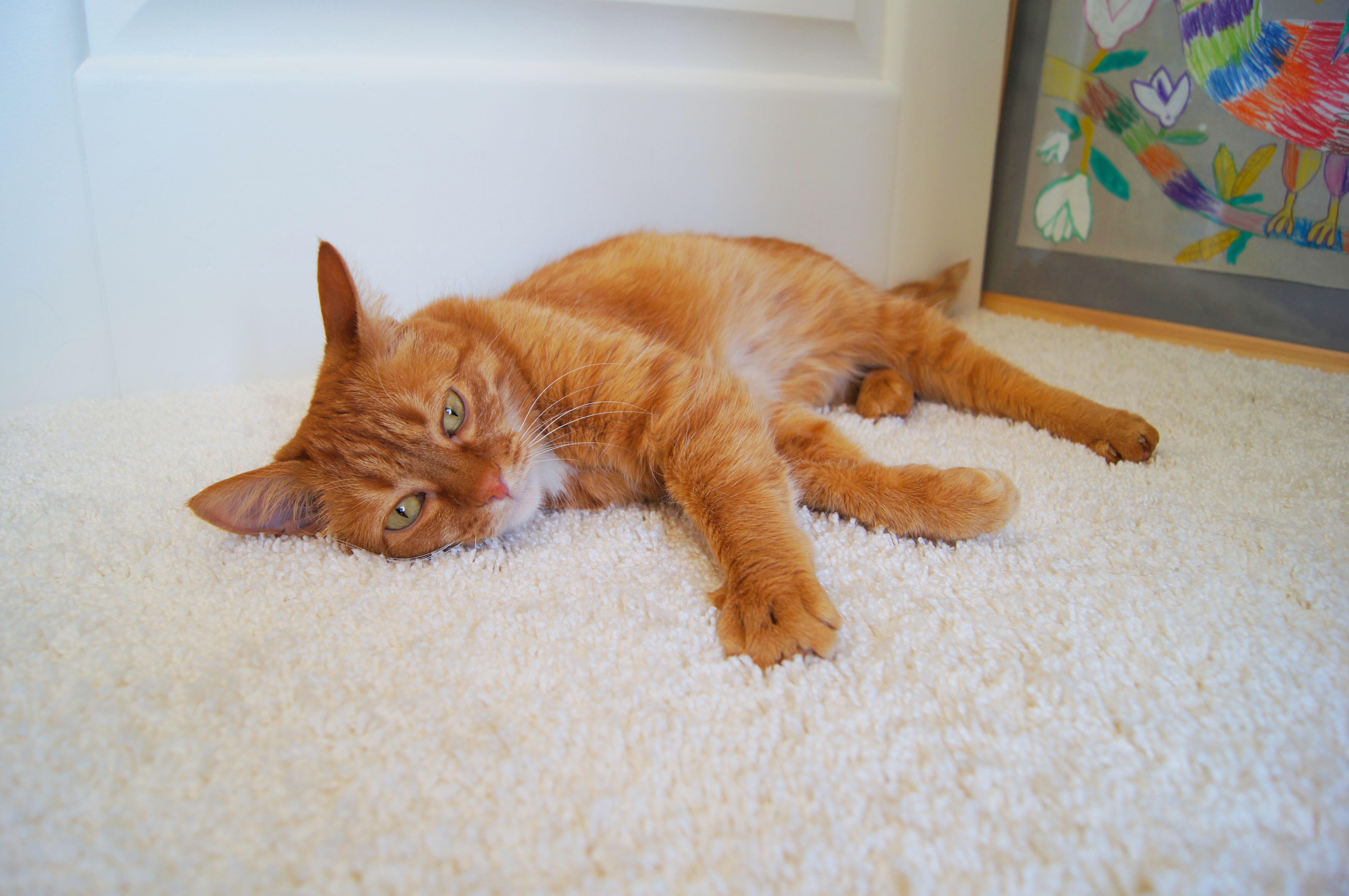 Ковролин "Зартекс" Amarena 140 бежевый (4м) — купить в Березовском